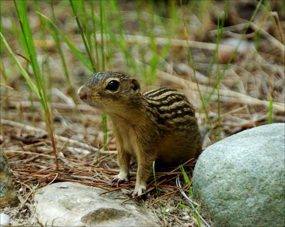 Ground Squirrel (Spermophilus tridecemlineatus)