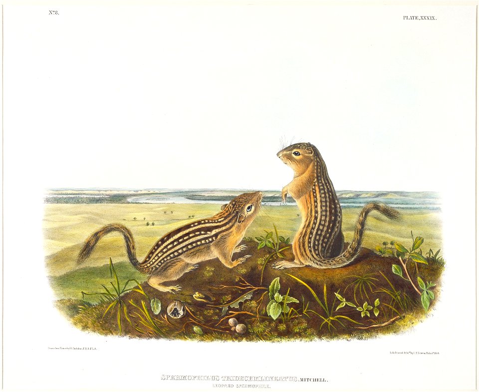 Late in life, naturalist John James Audubon made a final expedition to the western plains in search of four-footed mammals. These striped ground squirrels would be tempting prey for many birds, especi