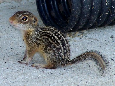 Thirteen lined ground squirrel photo