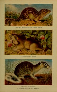 Striped ground squirrel (Ictidomys tridecemlineatus), western pocket gopher (Thomomys sp.), Franklin's Spermophile (Spermophilus franklinii)