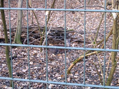 Sibirisches MoschustierFrançais :  Peut-être au zoo de Leipzig ?