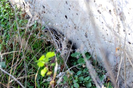 This thirteen-lined ground squirrel was attempting to blend in next to the Bloomington Visitor Center at Minnesota Valley National Wildlife Refuge. Photo by Courtney Celley/USFWS. photo