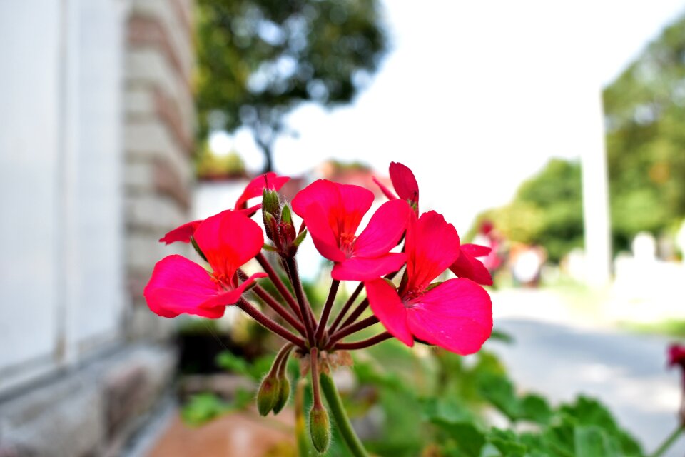 Flowers summer garden