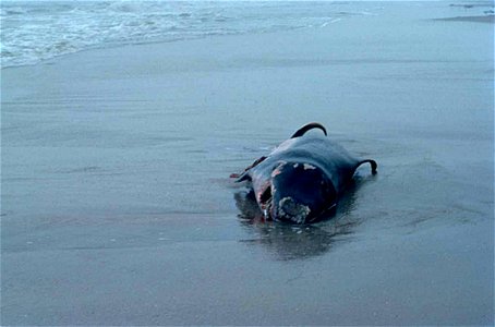 Image title: Marine mammal pigmy sperm whale (Kogia breviceps) beached
Image from Public domain images website, http://www.public-domain-image.com/full-image/fauna-animals-public-domain-images-picture