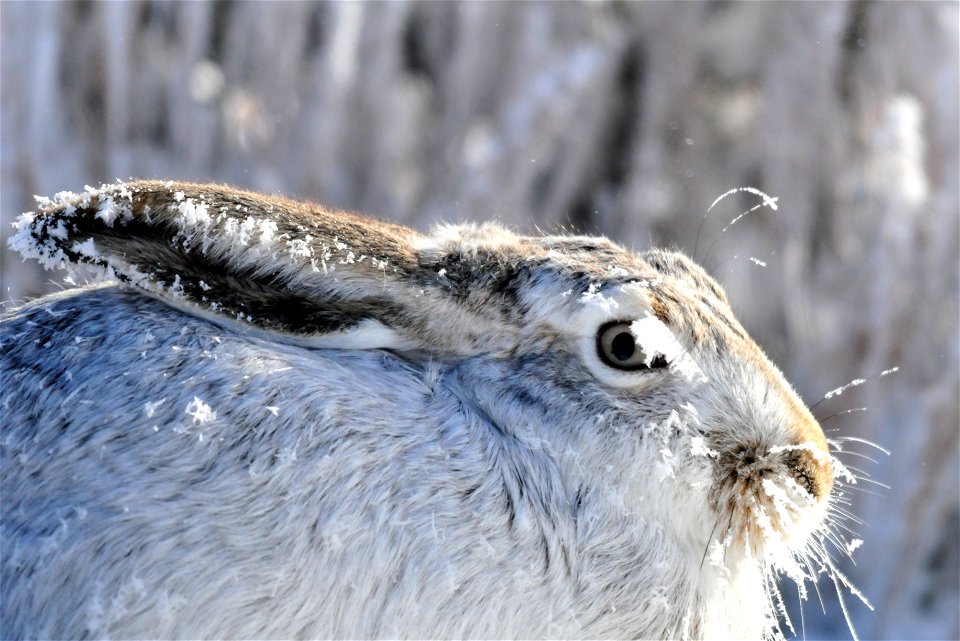 Here's a new one, hoar frost on a white-tailed jackrabbit at Seedskadee NWR.  Photo: Tom Koerner/USFWS