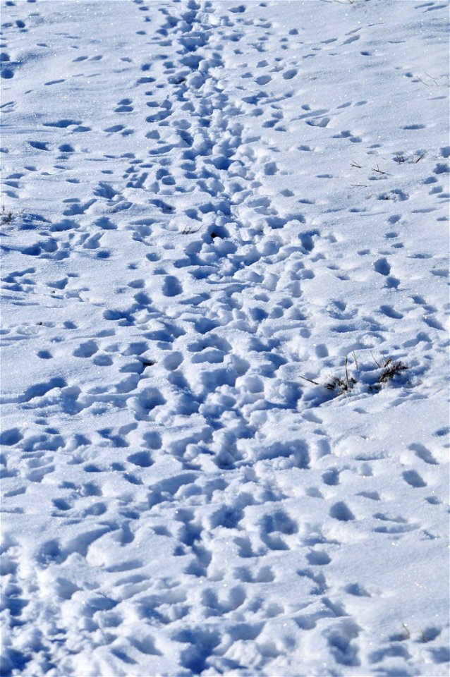 The tracks of both mountain cottontail rabbits and white-tailed jackrabbits left behind in the snow indicate lots of travel. Both species are cyclic in the sage steppe habitats on Seedskadee NWR and W