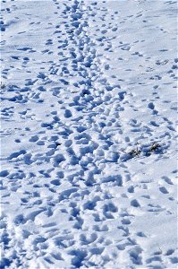 The tracks of both mountain cottontail rabbits and white-tailed jackrabbits left behind in the snow indicate lots of travel. Both species are cyclic in the sage steppe habitats on Seedskadee NWR and W