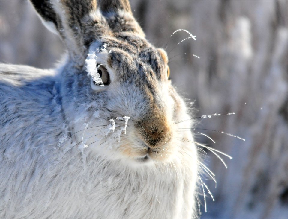 Here's a new one, hoar frost on a white-tailed jackrabbit at Seedskadee NWR.  Photo: Tom Koerner/USFWS