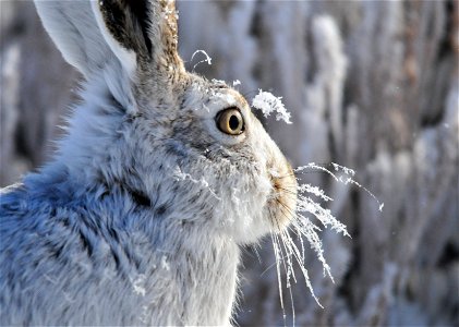 Here's a new one, hoar frost on a white-tailed jackrabbit at Seedskadee NWR.  Photo: Tom Koerner/USFWS