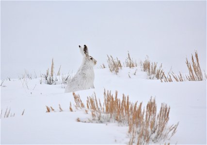 Photo: Tom Koerner/USFWS

<a href="https://www.facebook.com/Seedskadee/" rel="nofollow">www.facebook.com/Seedskadee/</a>