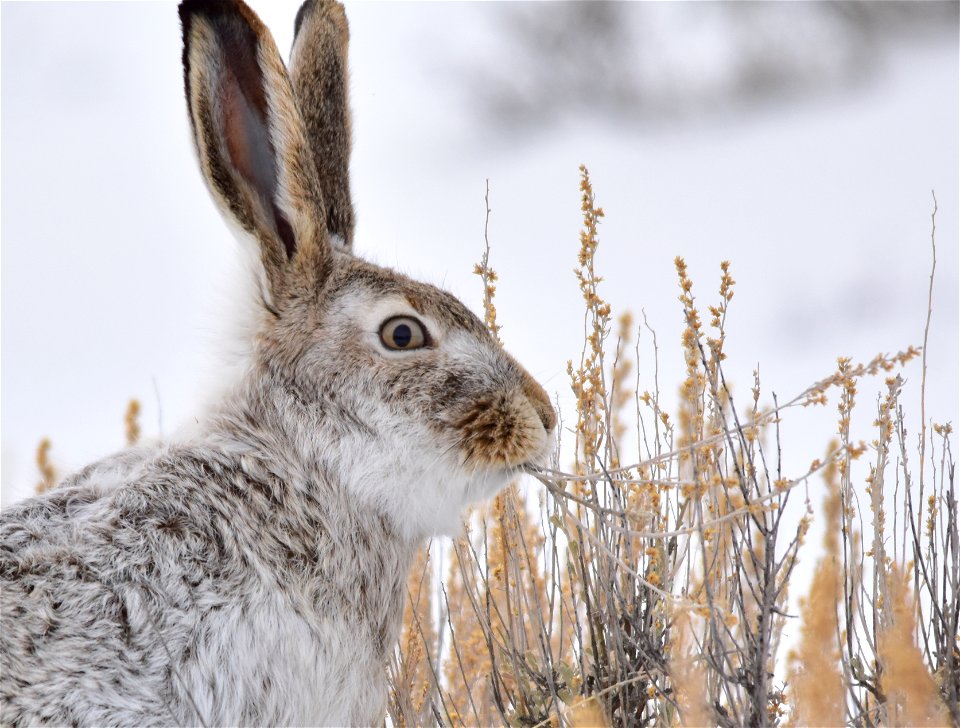 A white-tailed jackrabbit enjoying some Wyoming big sagebrush on Seedskadee NWR.  
Photo: Tom Koerner/USFWS

<a href="https://www.facebook.com/Seedskadee/" rel="nofollow">www.facebook.com/Seedsk