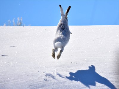 I believe I can fly..........
Photo: Tom Koerner/USFWS

<a href="https://www.facebook.com/Seedskadee/" rel="nofollow">www.facebook.com/Seedskadee/</a>
