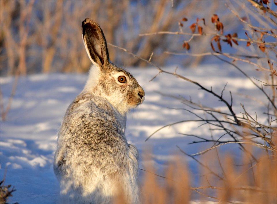 Photo: Tom Koerner/USFWS