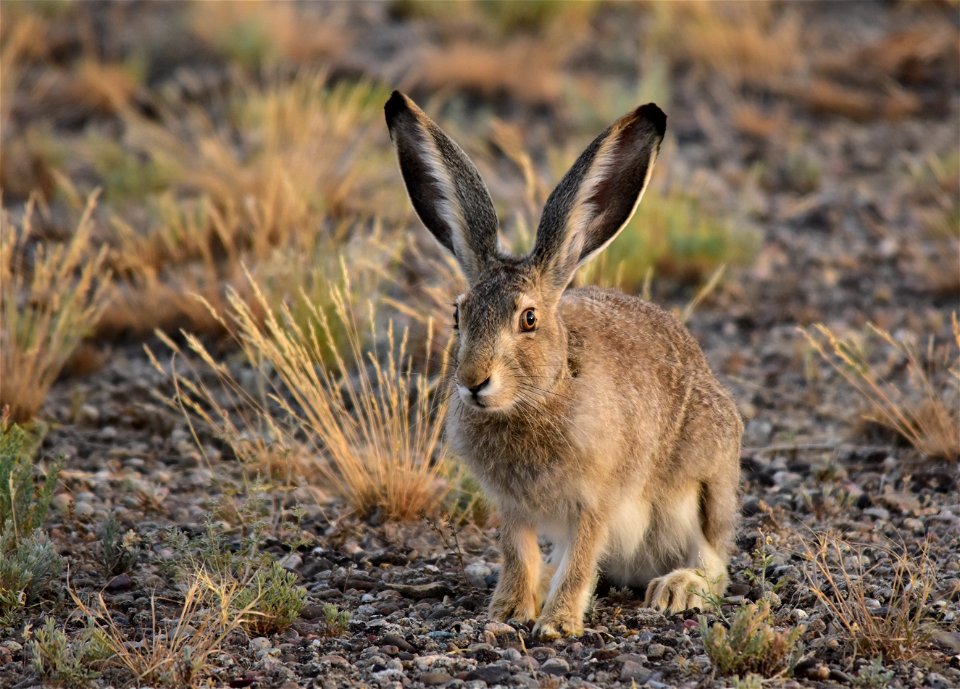 Photo: Tom Koerner/USFWS