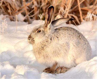 The first rays of sunshine shure feels good after an over night low of -24F.

Photo: Tom Koerner/USFWS