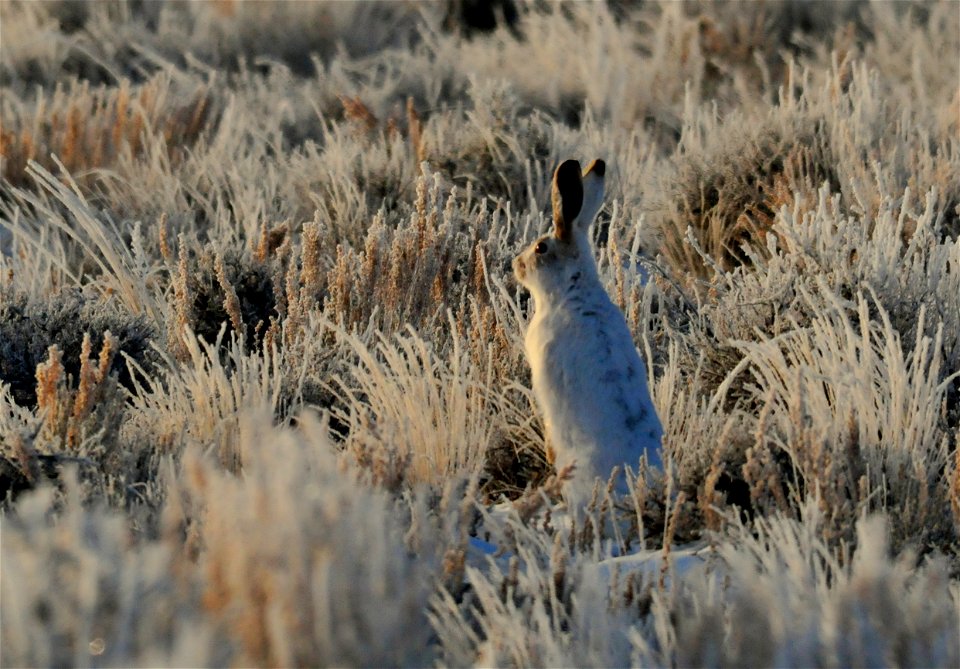 White-tailed jackrabbit, Lepus townsendii, in Seedskadee National Wildlife Refuge