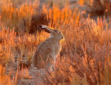 A white-tailed jackrabbit in the sage steppe at Seedskadee NWR backlit by the setting sun.  Photo: Tom Koerner/USFWS