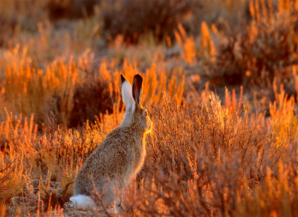 Photo: Tom Koerner/USFWS