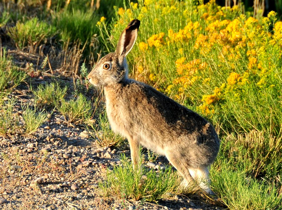 Photo: Tom Koerner/USFWS