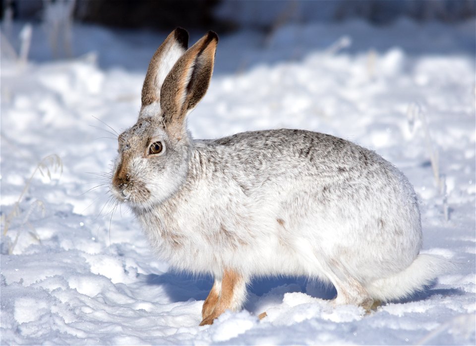 Photo: Tom Koerner/USFWS