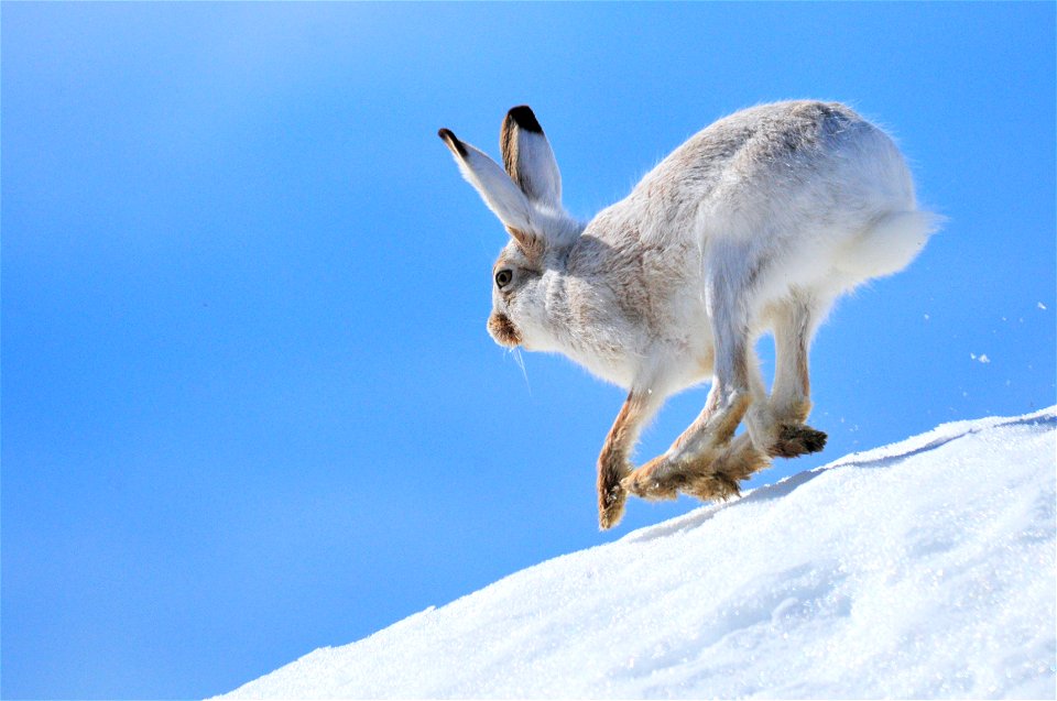 Photo: Tom Koerner/USFWS