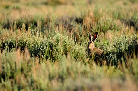 Photo: Tom Koerner/USFWS