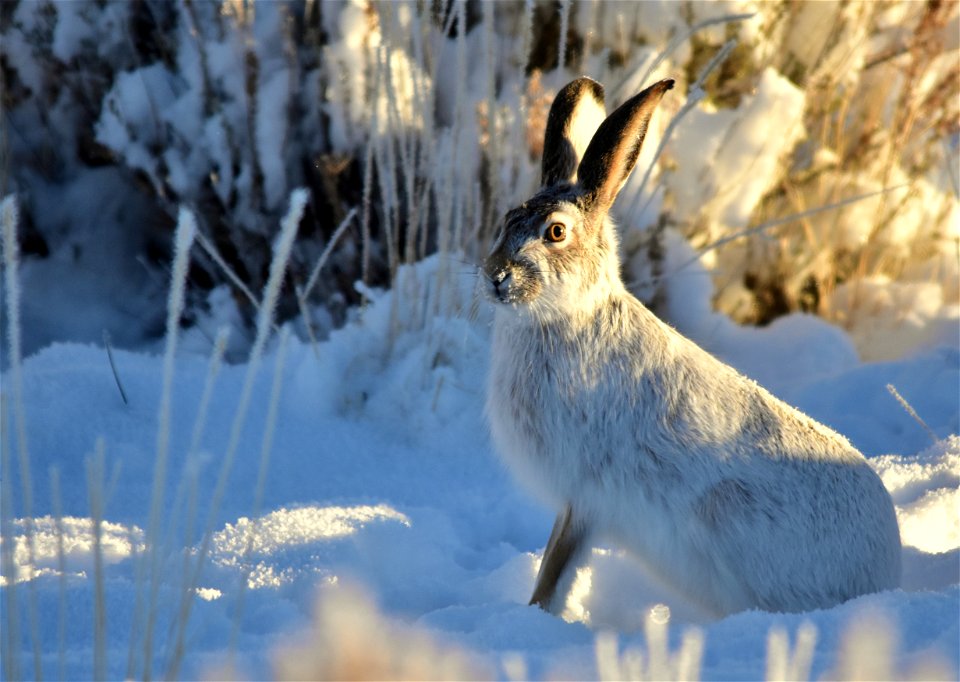 Photo: Tom Koerner/USFWS