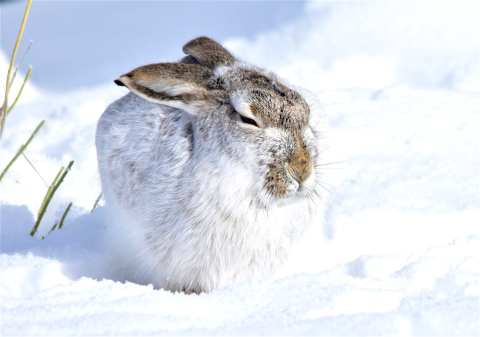 Photo: Tom Koerner/USFWS

<a href="https://www.facebook.com/Seedskadee/" rel="nofollow">www.facebook.com/Seedskadee/</a>