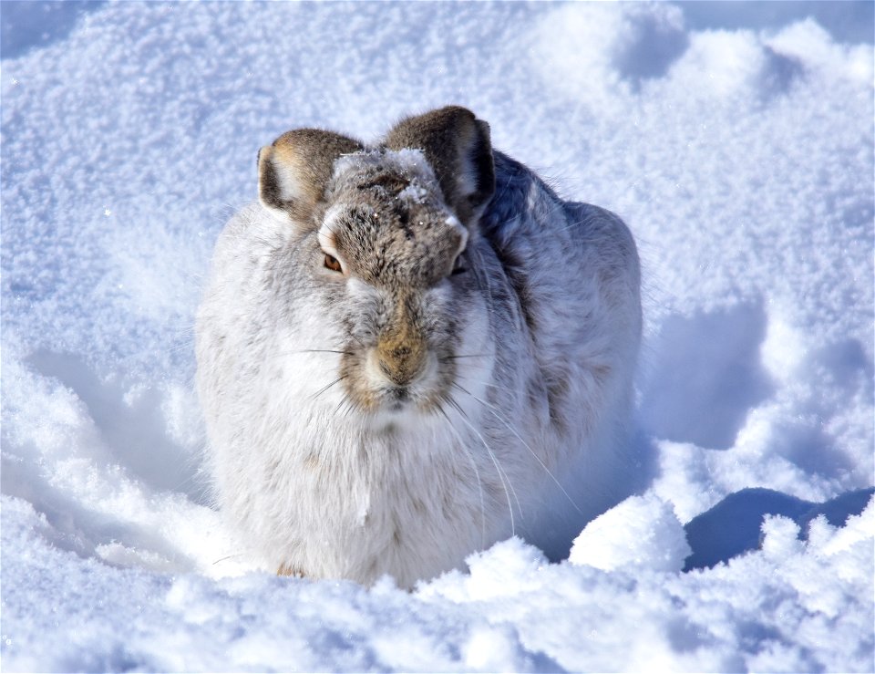 Photo: Tom Koerner/USFWS

<a href="https://www.facebook.com/Seedskadee/" rel="nofollow">www.facebook.com/Seedskadee/</a>