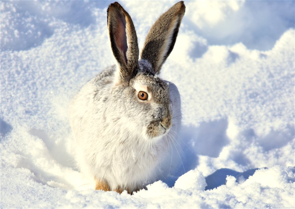 Photo: Tom Koerner/USFWS

<a href="https://www.facebook.com/Seedskadee/" rel="nofollow">www.facebook.com/Seedskadee/</a>