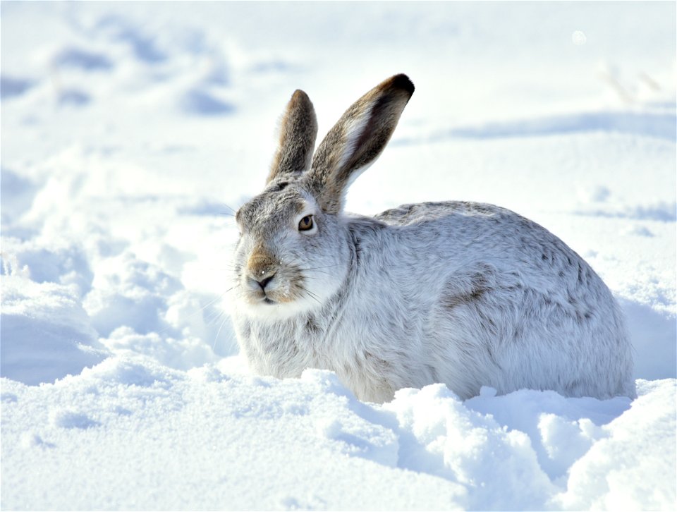 Photo: Tom Koerner/USFWS

<a href="https://www.facebook.com/Seedskadee/" rel="nofollow">www.facebook.com/Seedskadee/</a>