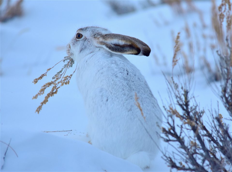 A white-tailed jackrabbit browsing on Wyoming big sagebrush on Seedskadee NWR. Photo: Tom Koerner/USFWS

<a href="https://www.facebook.com/Seedskadee/" rel="nofollow">www.facebook.com/Seedskadee