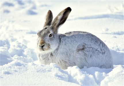 Photo: Tom Koerner/USFWS

<a href="https://www.facebook.com/Seedskadee/" rel="nofollow">www.facebook.com/Seedskadee/</a>