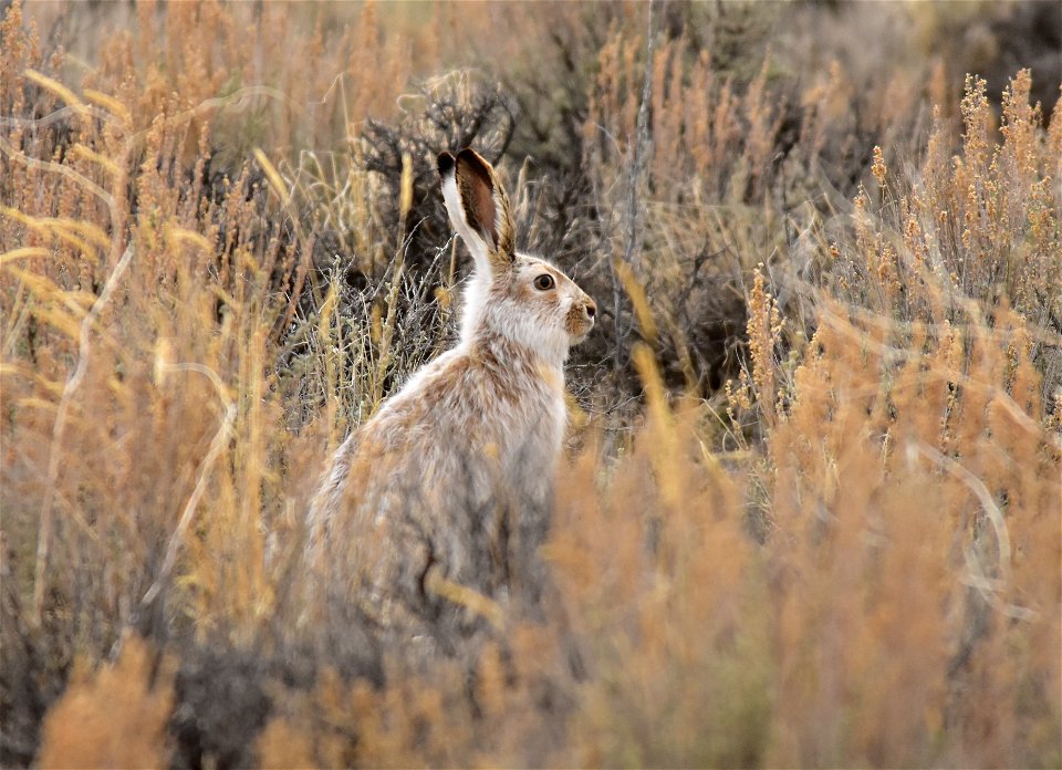 As spring approaches, the white winter coat is slowly replaced with a brown coat on this white-tailed jackrabbit. Photo: Tom Koerner/USFWS