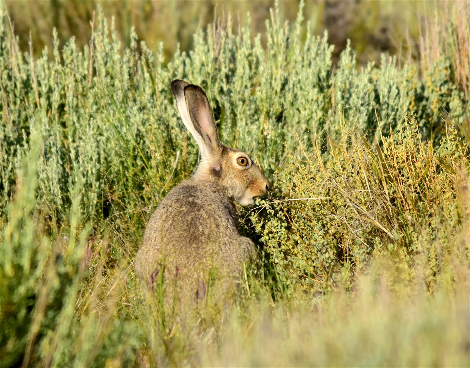 Photo: Tom Koerner/USFWS