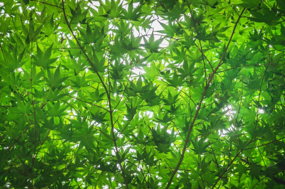 Sunshine light the leaves