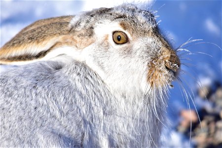 Photo: Tom Koerner/USFWS