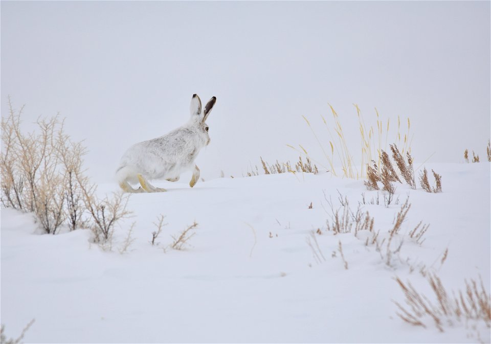 Photo: Tom Koerner/USFWS