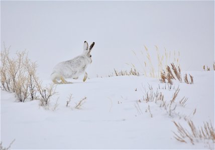 Photo: Tom Koerner/USFWS