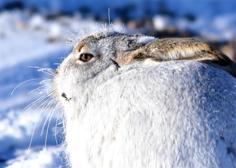 Ahem, I think you have a little something on your face.

Photo: Tom Koerner/USFWS
