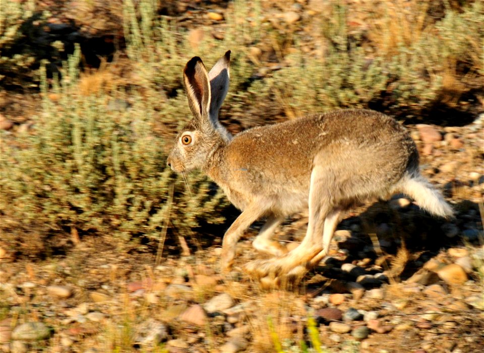 A white-tailed jackrabbit runs through the sage steppe on Seedskadee NWR.  Photo: Tom Koerner/USFWS