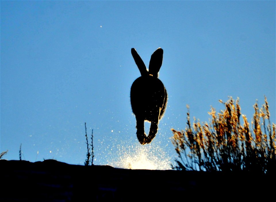 This white-tailed jackrabbit heads over the hill and into the sunset on Seedskadee NWR.  Photo: Tom Koerner/USFWS