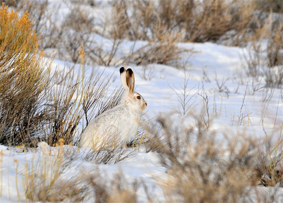Photo: Tom Koerner/USFWS
