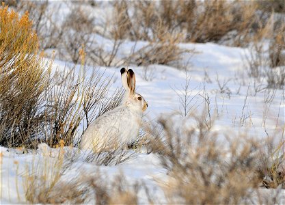 Photo: Tom Koerner/USFWS