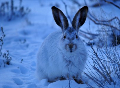 During the day, a white-tailed jackrabbit rests in a “form,” a shallow pit in the earth under grass clumps or shrubs. It hides there all day, ears flat on its back. Jackrabbits begin foraging in the l