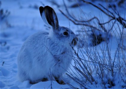 During the day, a white-tailed jackrabbit rests in a “form,” a shallow pit in the earth under grass clumps or shrubs. It hides there all day, ears flat on its back. Jackrabbits begin foraging in the l