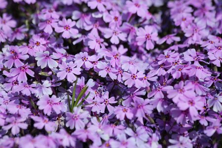 Mountain phlox phlox subulate phlox subulata photo