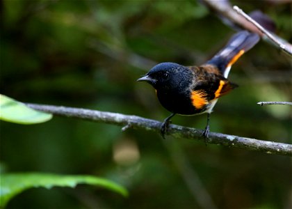 American redstart (Setophaga ruticilla) - photo by Tim Lenz creativecommons.org/licenses/by/2.0/ photo