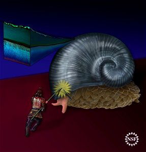 Illustration of the Exoskeleton of Chrysomallon squamiferum.