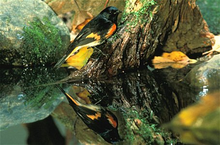 American Redstart (Setophaga ruticilla) photo